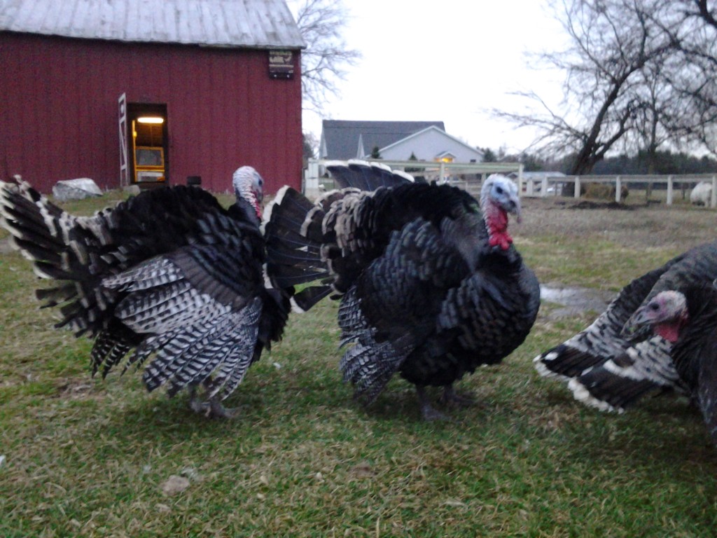 heritage turkeys1